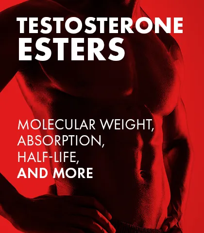 Understanding Testosterone Esters: Molecular Weight, Absorption, Half-Life, and More